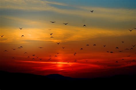  「夜明けの鳥」：鮮やかな色彩と神秘的な雰囲気